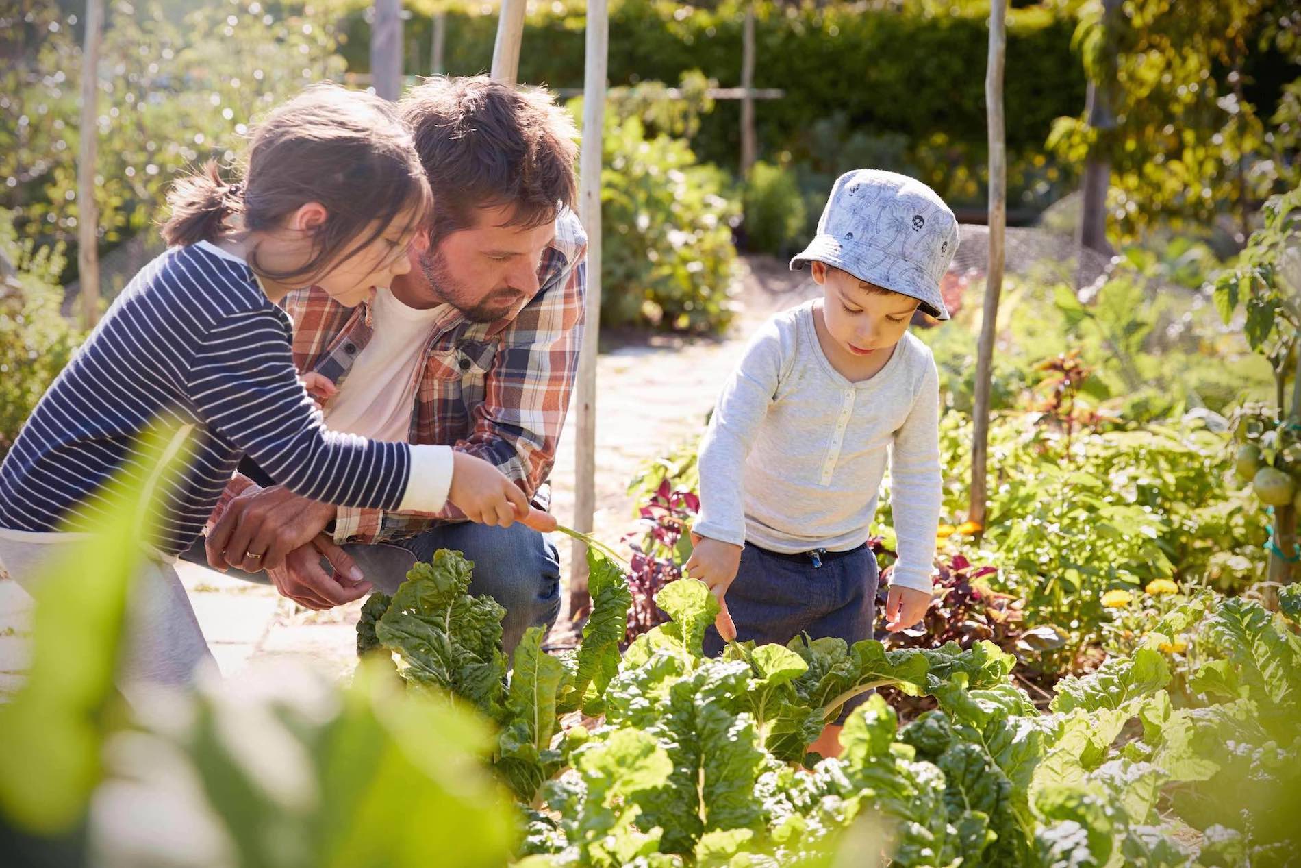 Children Helping Father As They Work On Allotment Together